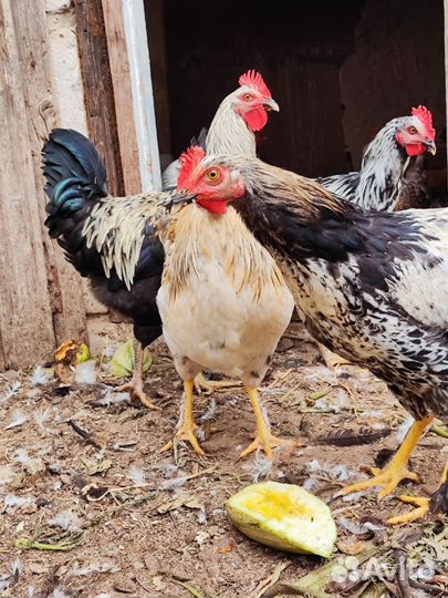 Молодые петухи