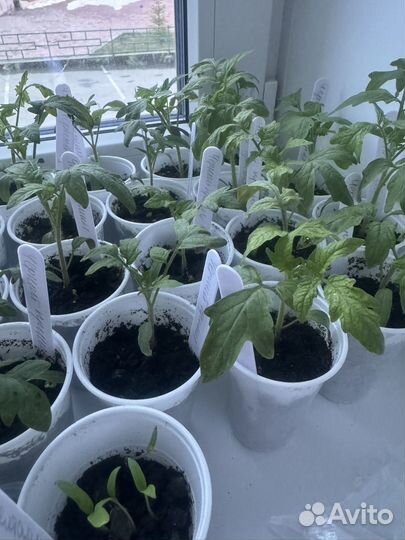 Рассада помидор
