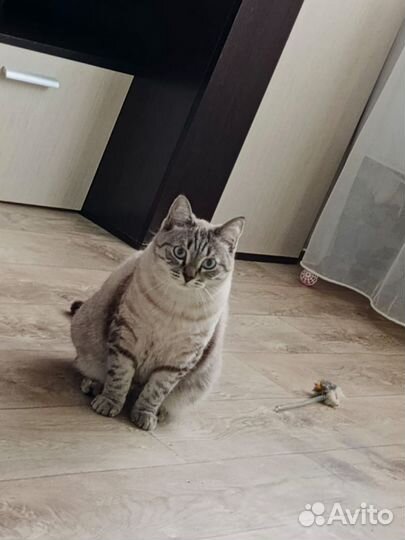 Отдам кота в добрые руки