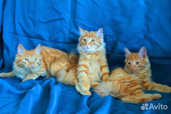 Красивые окрасы котяток курильский бобтейл