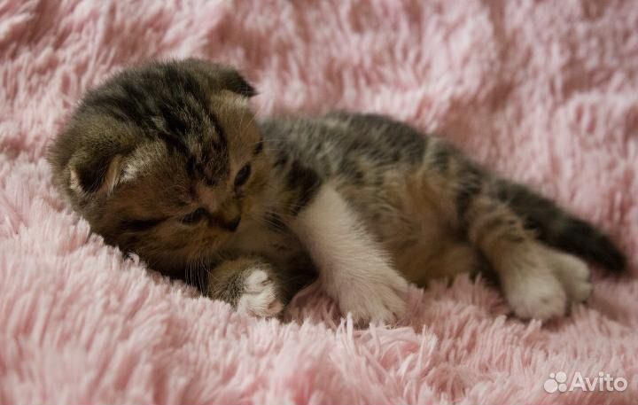 Шотландские вислоухие котята прямоухие