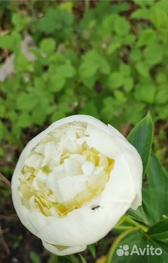 Многолетники (ландыши,пионы,мак)