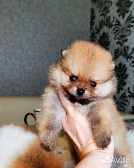 Микро шпицы в типе мишка