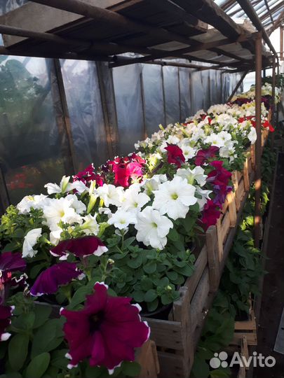 Рассада для дачи