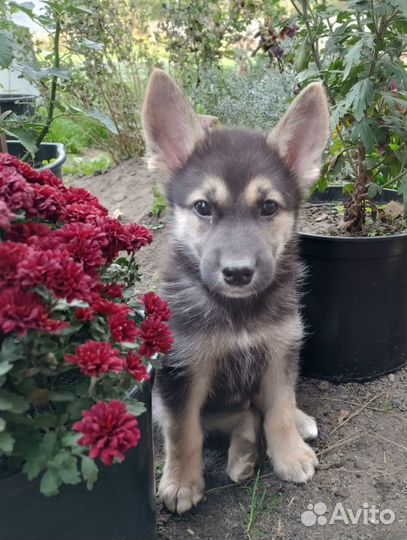 Щенок 2,5 мес мальчик