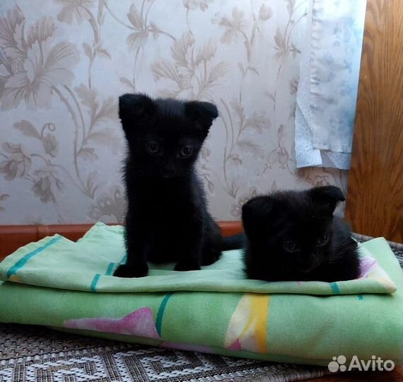 Вислоухие котята в добрые руки