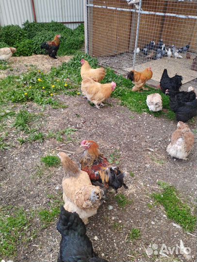 Куры Породистые Несушки, Петухи, Утки, Индоутки