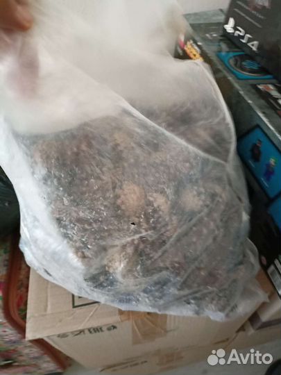 Мешок сосновых шишек