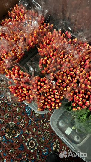 Тюльпаны к 8 марта