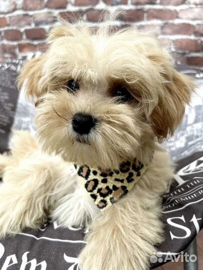 Мальтипу f1 mini мальчик с документами