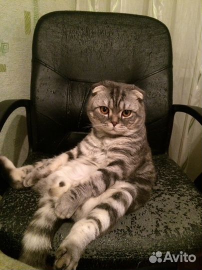 Кот на вязку