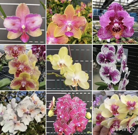 Орхидеи подростки