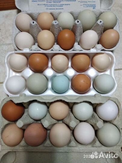 Петушки леггорн далматинец