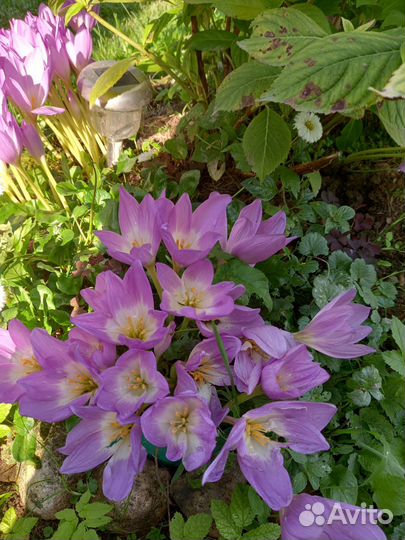 Многолетние цветы сентября