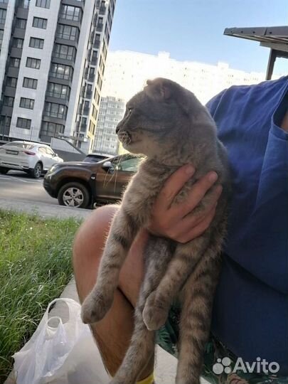 Найден кот