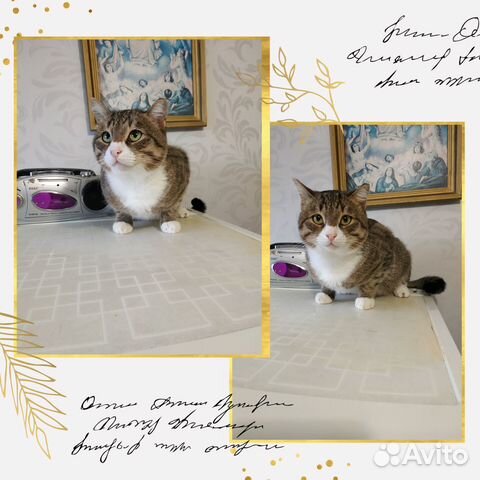 Отдам в добрые руки хорошенького котика