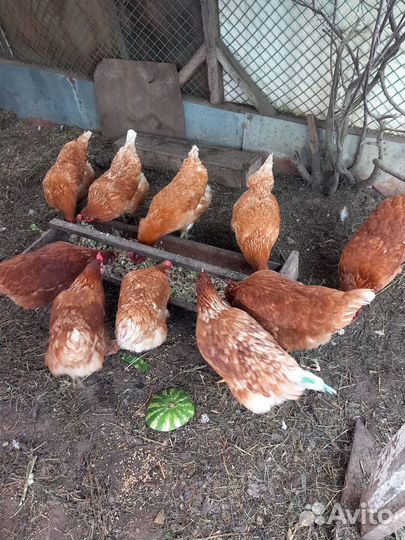 Куры несушки продам