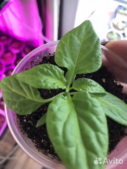 Рассада перца острого