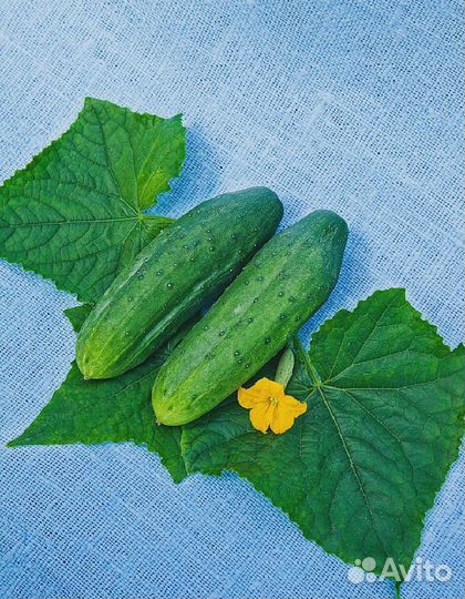 Огурец Мазай F1 0,25 гр цв.п