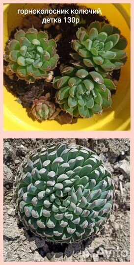 Молодило (каменная роза), горноколосник ч. 3