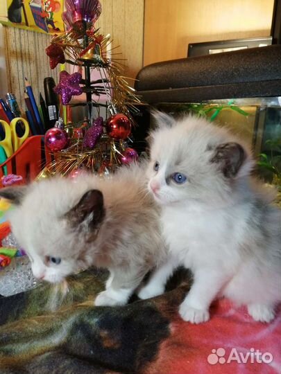 Рэгдолл на подушечку