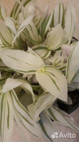 Традесканция белая