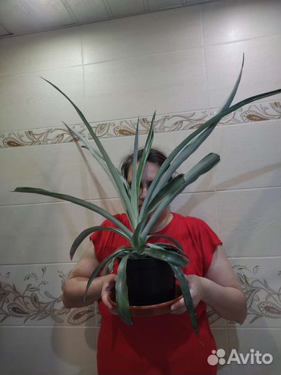 Авокадо (пророщенные в воде) и другая экзотика