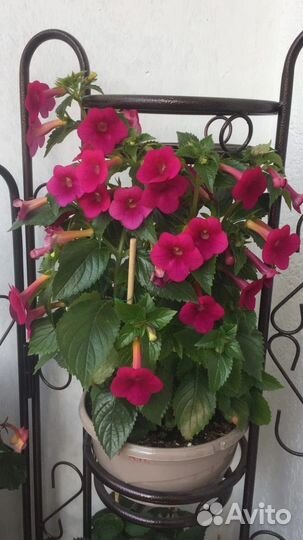 Ризомы ахименесов