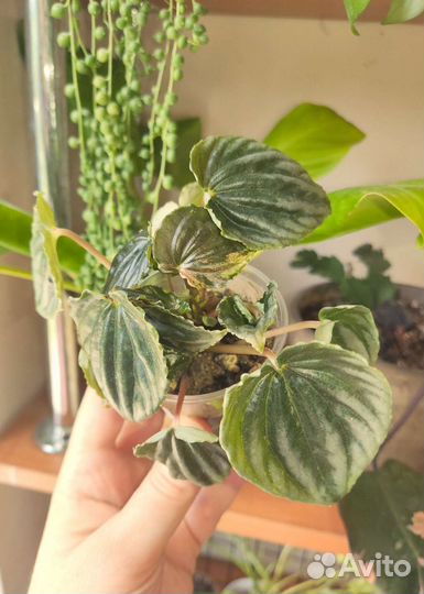 Пеперомия каперата пинк марбл, ред маргин