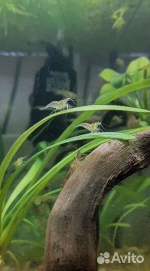 Отбраковка креветок