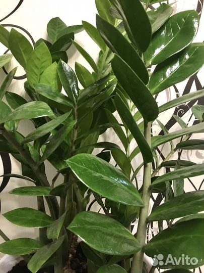 Замиокулькас