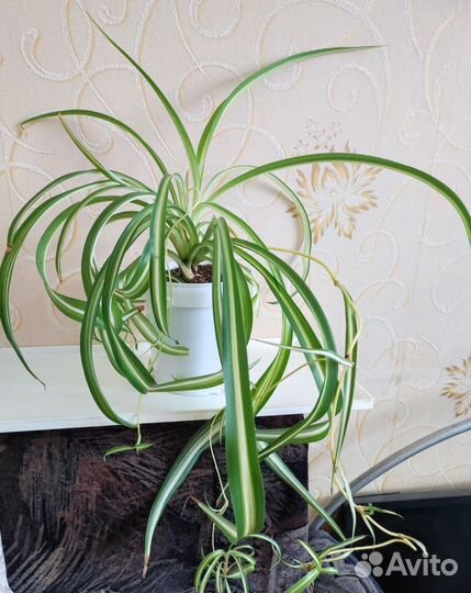 Хлорофитум