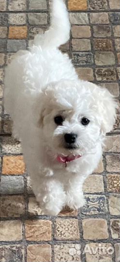 Щенки бишон фризе