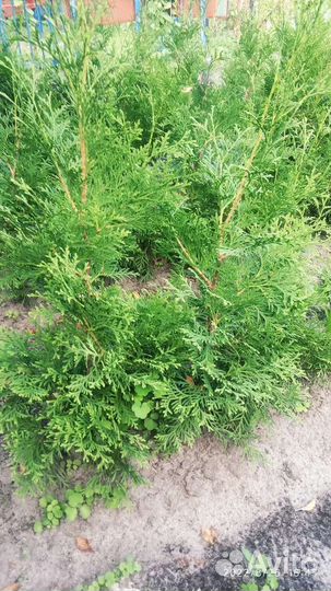 Саженцы самшита и туи в грунте