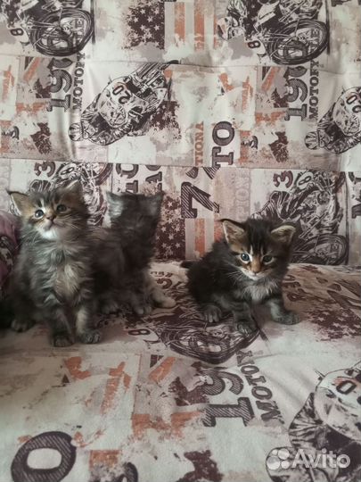 Продам Майн Кунята