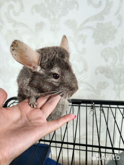 Шиншиллы с клеткой