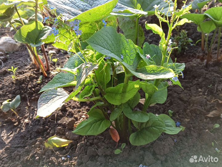 Хоста. Бруннера