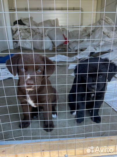 Щенки девочка и мальчик в добрые руки