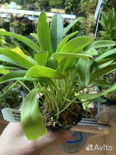 Орхидеи Masdevallia 2