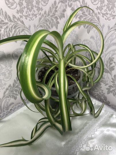 Хлорофитумы, Церопегия