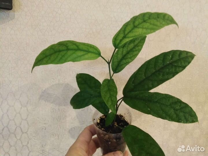 Клеродендрум Томпсона, Шмидта, Энерме вар