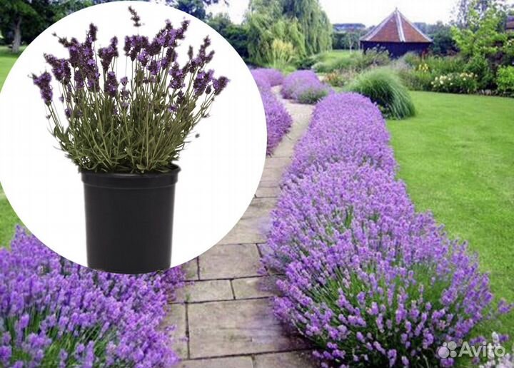 Лаванда узколистная