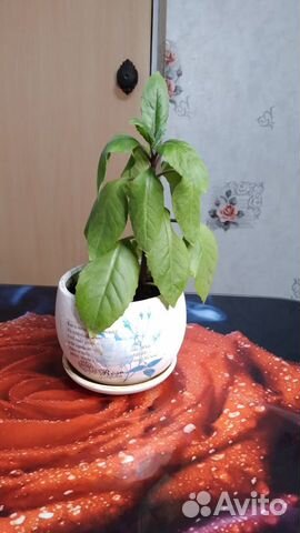 Джинура -растение от повышенного сахара в крови