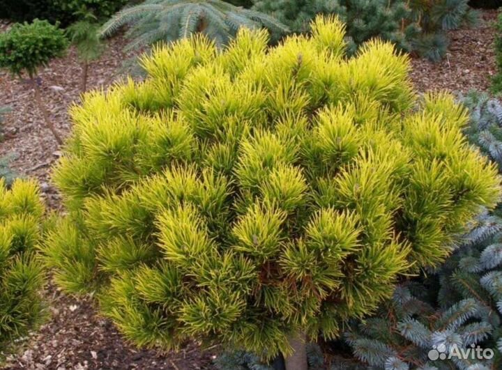 Сосна winter gold