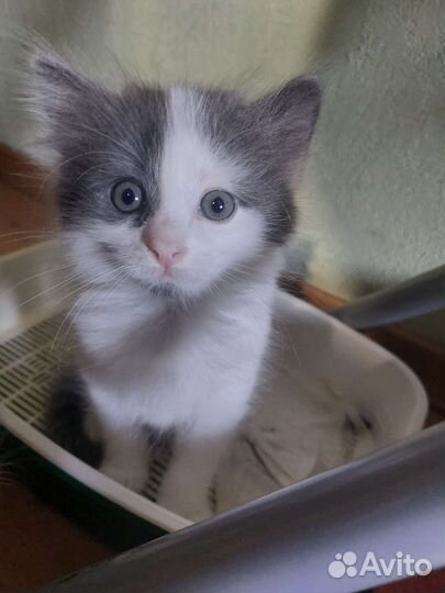 Котята в добрые руки приучены к лотку