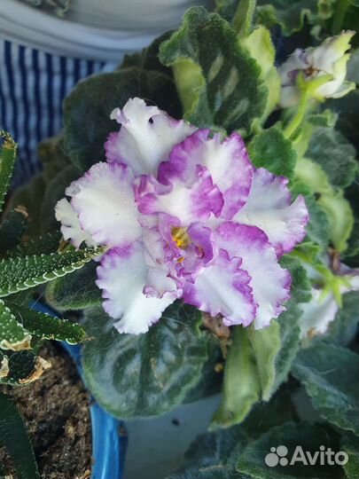 Фиалка листочек