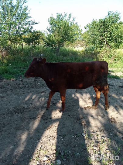 Продам телку