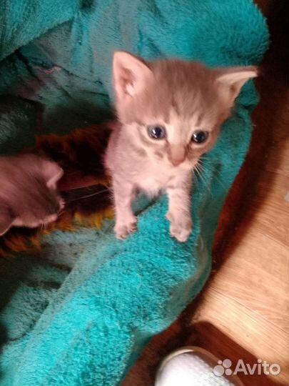 Котятки в добрые руки