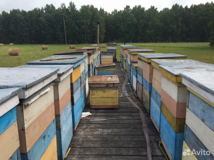 Пасека, пчелы, улья, телега для перевозки