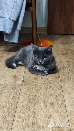 Котенок бесплатно
